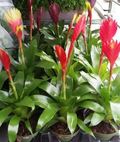 4" Bromeliad Vriesea Assortment